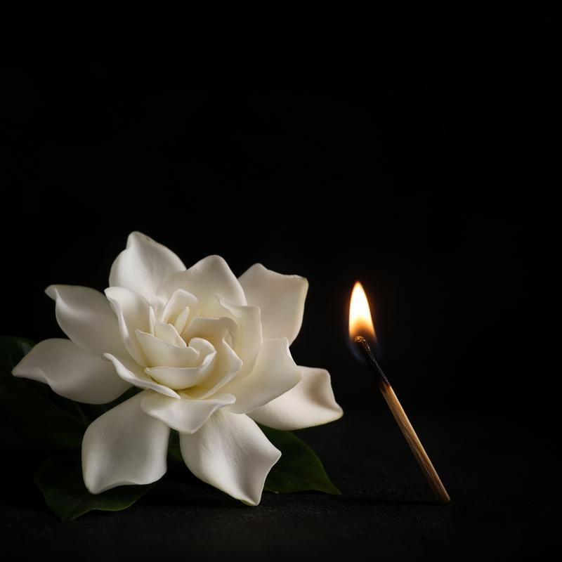 Una gardenia blanca y un cerillo recién encendido sobre fondo negro.